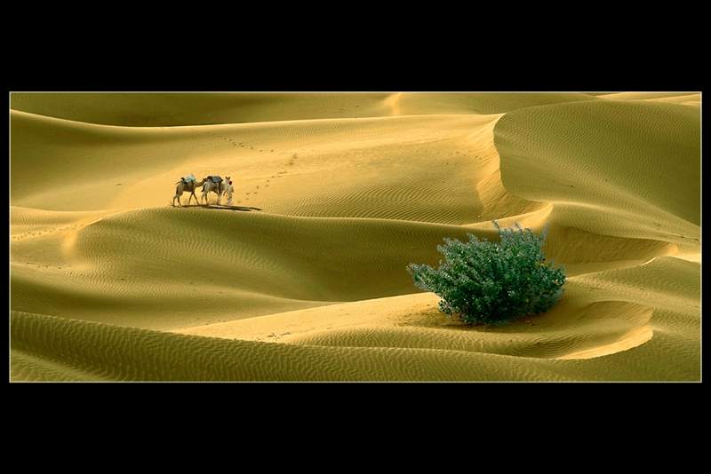 309 - HOMEWARD BOUND 2 - BANERJEE PARAG - india.jpg